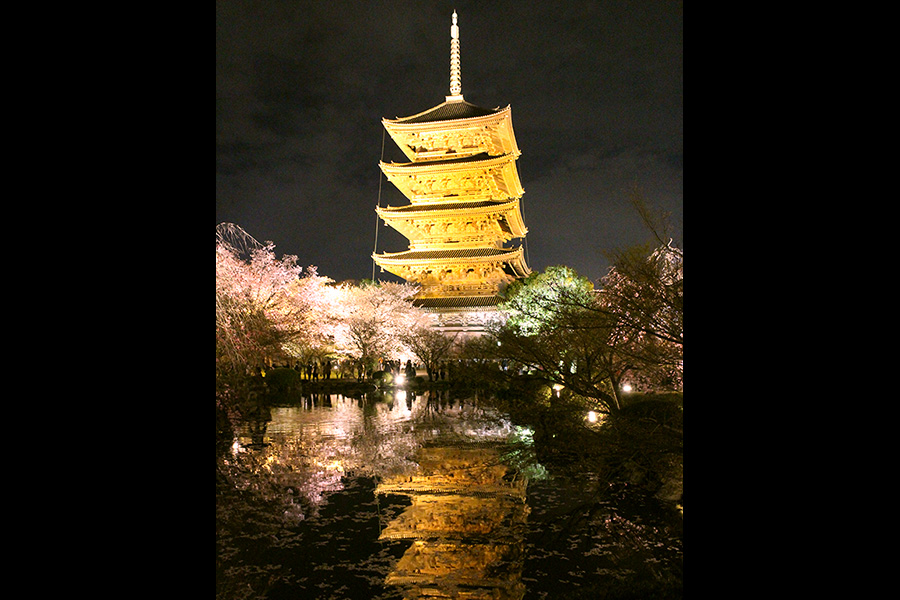 東寺：桜ライトアップ