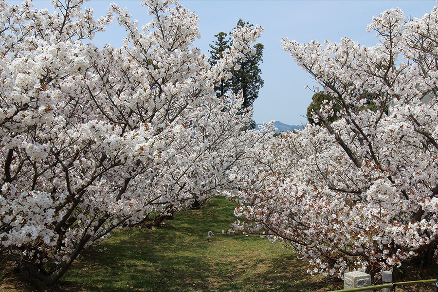 仁和寺：御室桜