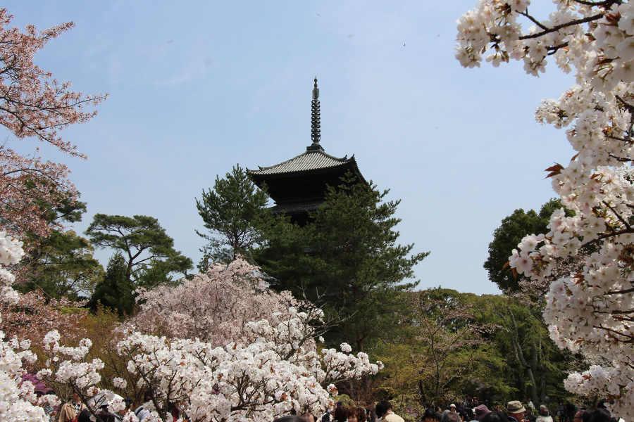 仁和寺：御室桜