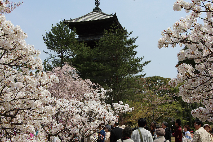 仁和寺：御室桜