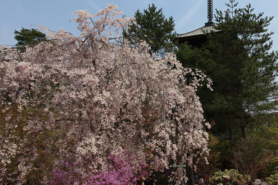 仁和寺：御室桜