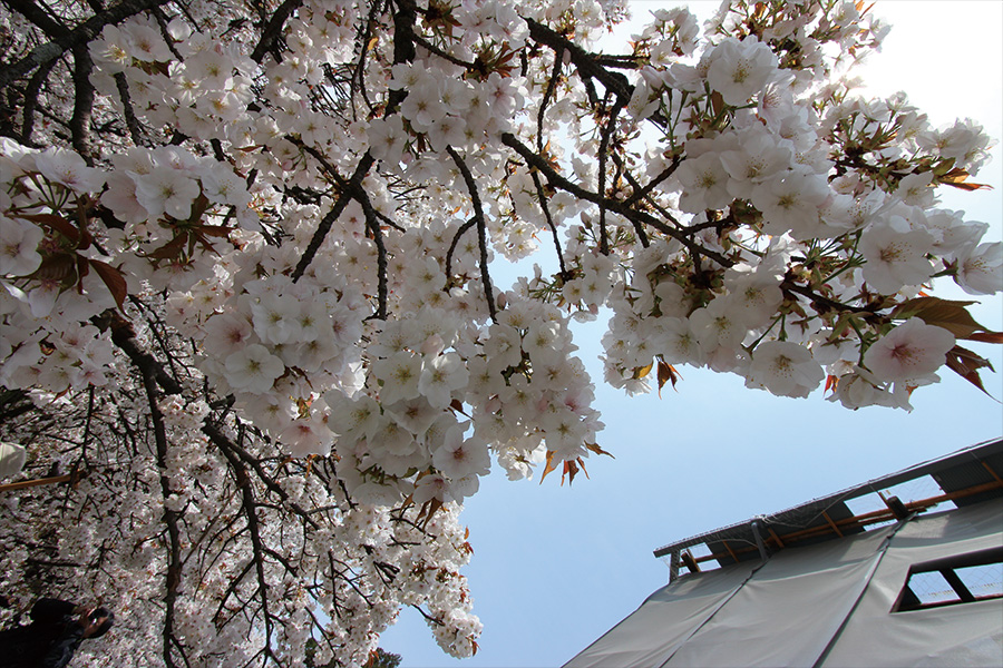 仁和寺：御室桜