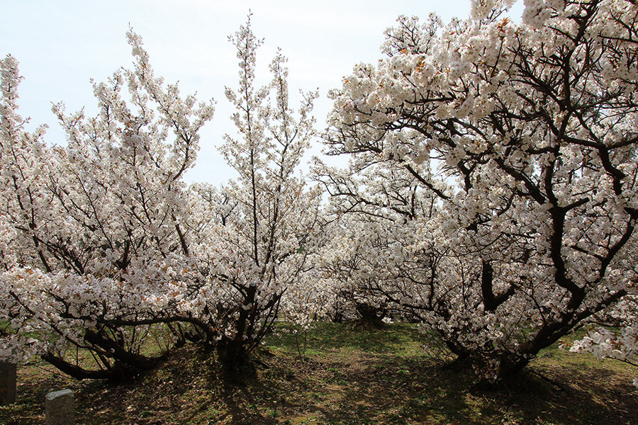 仁和寺：御室桜