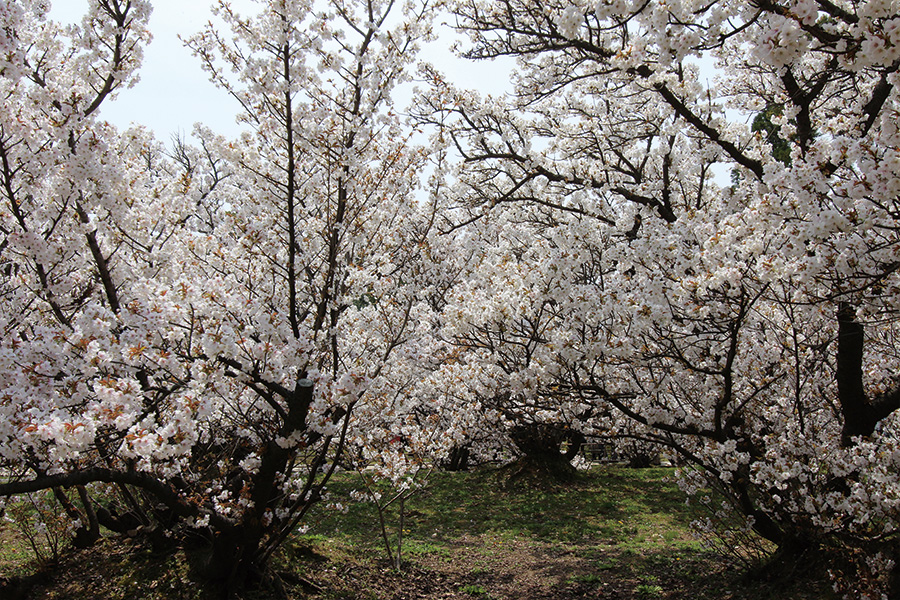 仁和寺：御室桜