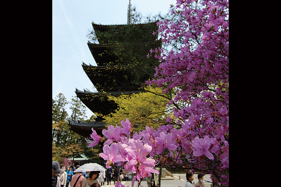 仁和寺：御室桜