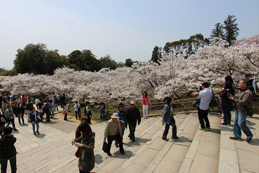 仁和寺：御室桜