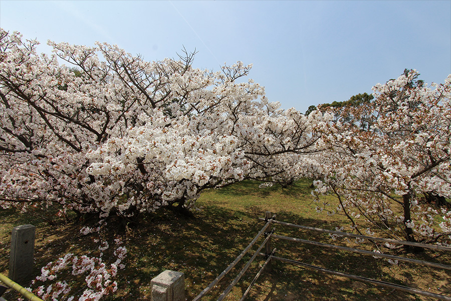 仁和寺：御室桜