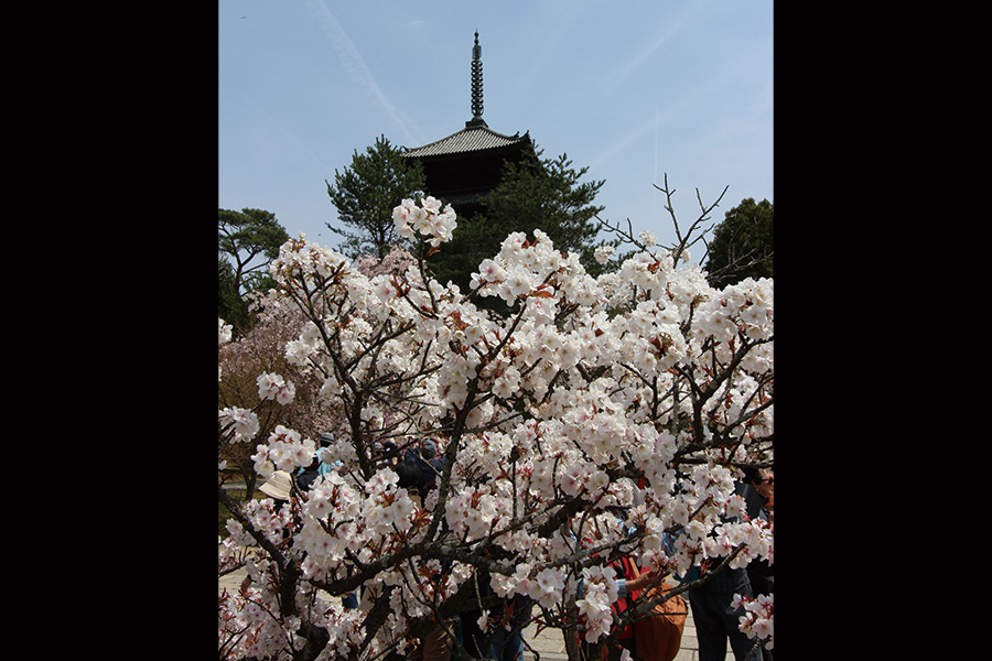 仁和寺：御室桜