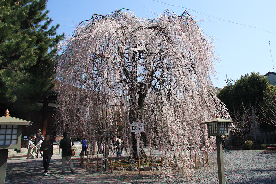 千本釈迦堂：桜