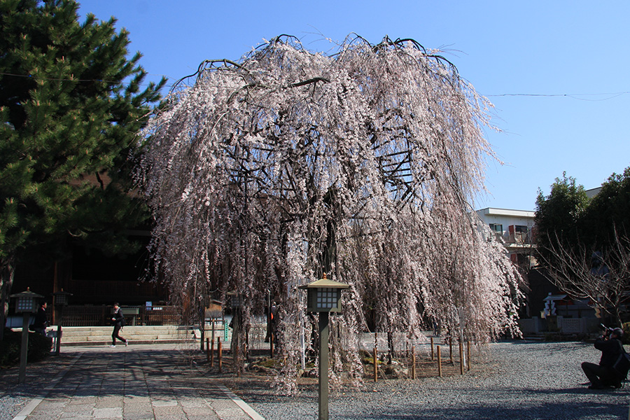 千本釈迦堂：桜