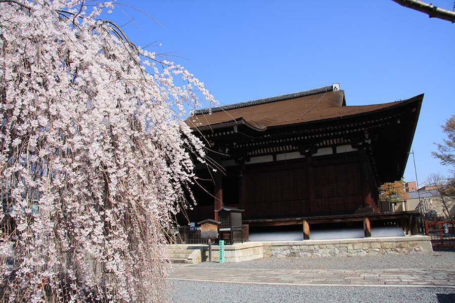 千本釈迦堂：桜