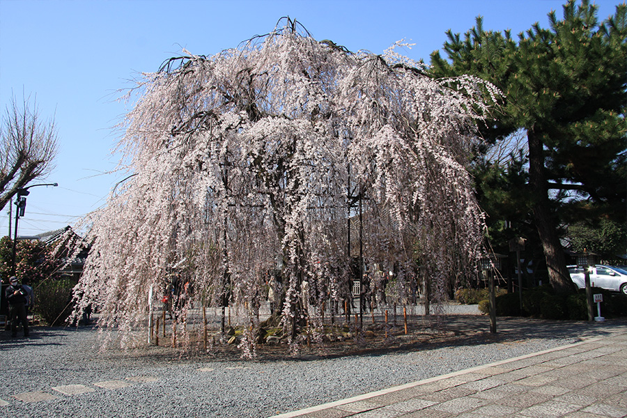 千本釈迦堂：桜