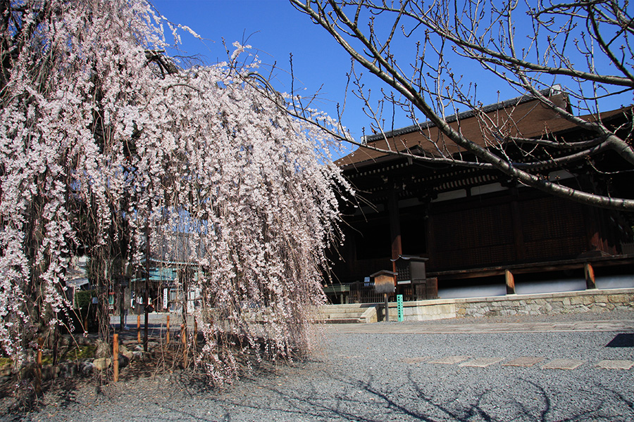 千本釈迦堂：桜