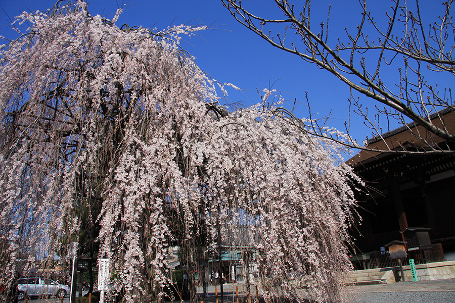 千本釈迦堂：桜