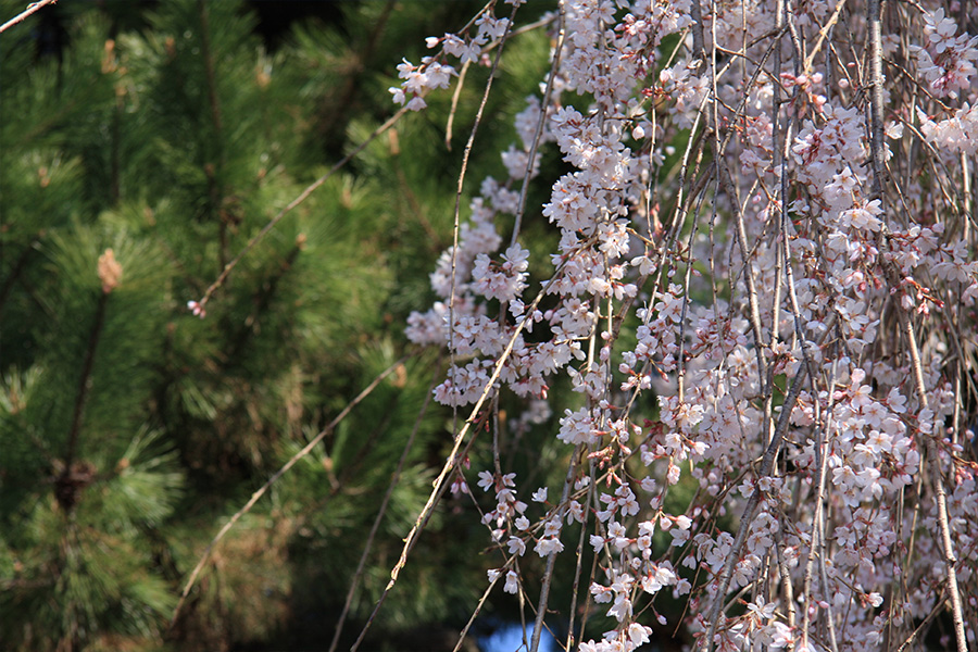 千本釈迦堂：桜