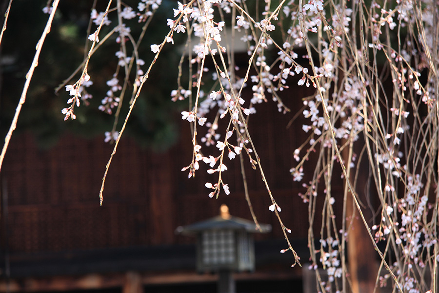 千本釈迦堂：桜